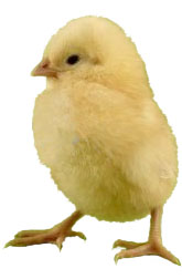 Veterinary services for your pet11