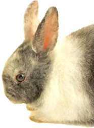 Veterinary services for your pet20